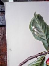 Belle impression Carlos von riefel pinx - "Prunus Avium"