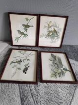 Lithographies d'oiseaux signées J. Gould 