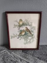 Lithographies d'oiseaux signées J. Gould 