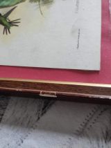 lithographies oiseaux de J. Gould  avec cadre