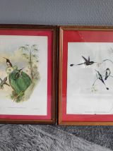 lithographies oiseaux de J. Gould  avec cadre