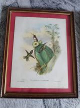 lithographies oiseaux de J. Gould  avec cadre