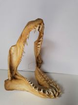 Mâchoire requin mako taxidermie curiosité 