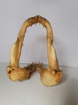 Mâchoire requin mako taxidermie curiosité 