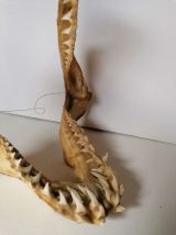 Mâchoire requin mako taxidermie curiosité 
