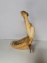 Mâchoire requin mako taxidermie curiosité 