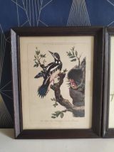 lithographies oiseaux Gould et Hart encadrement en bois