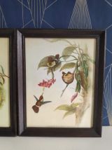 lithographies oiseaux Gould et Hart encadrement en bois