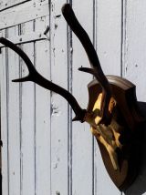 Massacre de cerf sur écusson