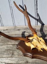 Massacre de cerf sur écusson