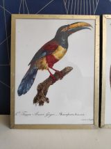 cadres lithographies oiseaux cadre doré