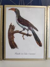 cadres lithographies oiseaux cadre doré