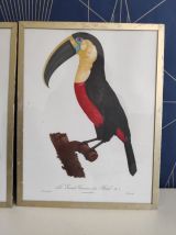 cadres lithographies oiseaux cadre doré