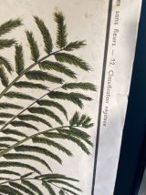 Affiche scolaire Rossignol numéro 11 les plantes vintage