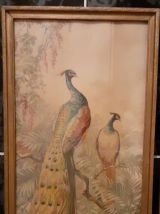 Lot de 2 illustrations encadrés couples Paons et Faisans 