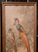 Lot de 2 illustrations encadrés couples Paons et Faisans 
