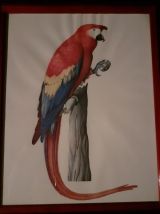 lot 4  illustrations sous cadres  en couleurs "Les oiseaux".