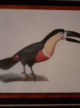 lot 4  illustrations sous cadres  en couleurs "Les oiseaux".