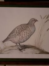 lot 4  illustrations sous cadres  en couleurs "Les oiseaux".