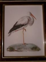 lot 4  illustrations sous cadres  en couleurs "Les oiseaux".