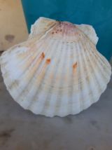 Crèche dans véritable coquille de St Jacques NEUVE