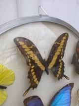 Cadre bombé papillon vintage