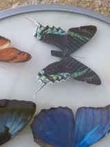 Cadre bombé papillon vintage