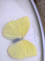 Cadre bombé papillon vintage