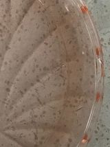 petit cloche art déco - plat a gateau 