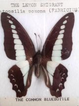 Cadre papillons naturalisés - Thailande