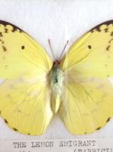 Cadre papillons naturalisés - Thailande