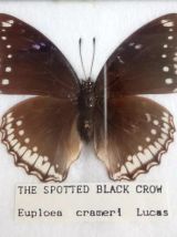 Cadre papillons naturalisés - Thailande