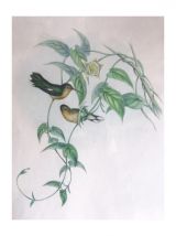 Cadre reproduction lithographie Gould et Richter