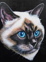Portrait de chat Birman aux magnifiques yeux bleus.