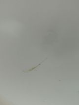 Grand plafonnier globe