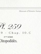 Chimère - gravure lithographie - le flamoulpe rose