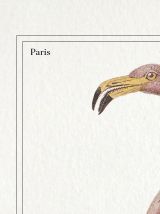 Chimère - gravure lithographie - le flamoulpe rose