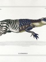 Chimère - gravure lithographie - le zèbrodile