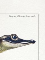 Chimère - gravure lithographie - le zèbrodile