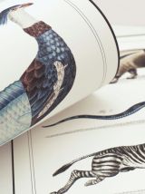 Chimère - gravure lithographie - le zèbrodile