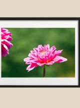 Photographie de fleurs dahlia rose fichier à télécharger.