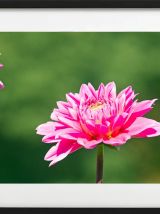 Photographie de fleurs dahlia rose fichier à télécharger.