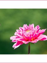 Photographie de fleurs dahlia rose fichier à télécharger.