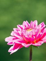 Photographie de fleurs dahlia rose fichier à télécharger.