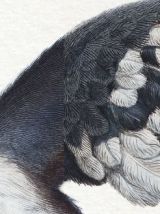 Chimère - gravure lithographie - le sajoutruche