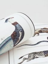 Chimères - gravure lithographie - lot de 3