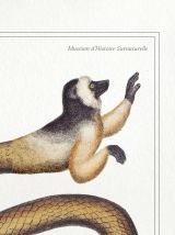 Chimère - gravure lithographie - le najafaka najafaka