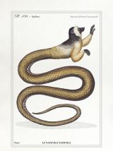 Chimère - gravure lithographie - le najafaka najafaka