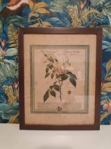 lithographie ancienne de rose 