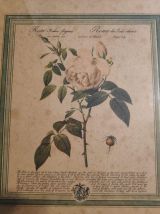 lithographie ancienne de rose 